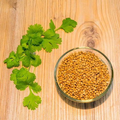 Przyprawa kolendra ziarno